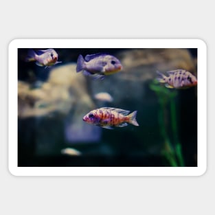 Aulonocara species ‘OB Peacock’ cichlids Sticker